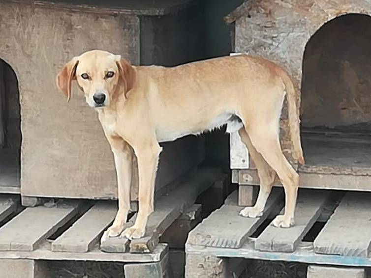 Adotta un cane, taglia media contenuta, maschio, Milano