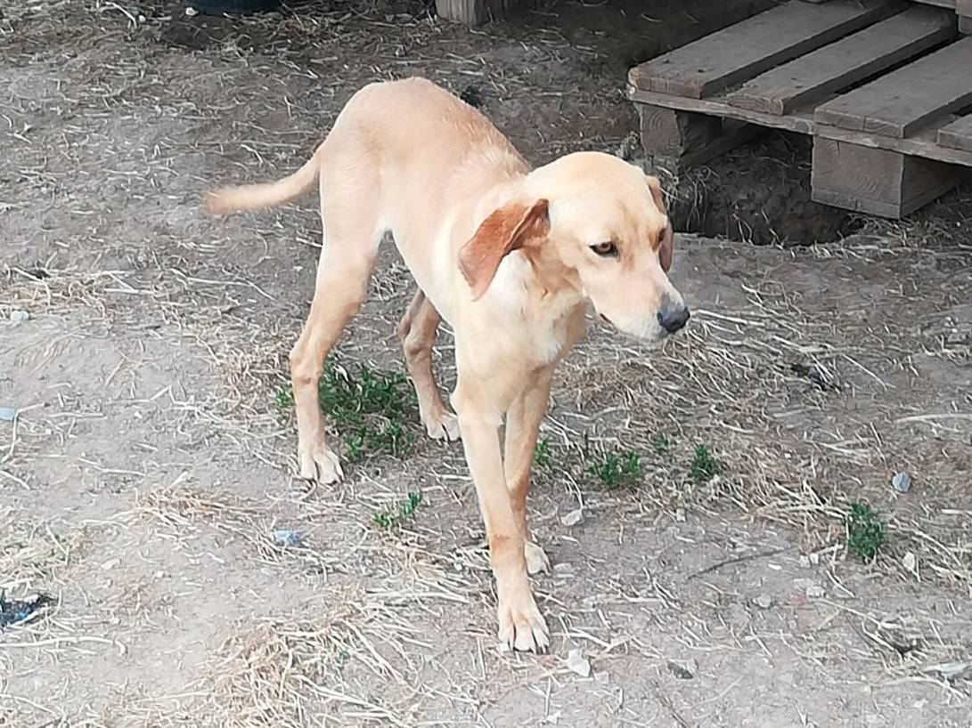Vuoi adottare un cane a Milano?