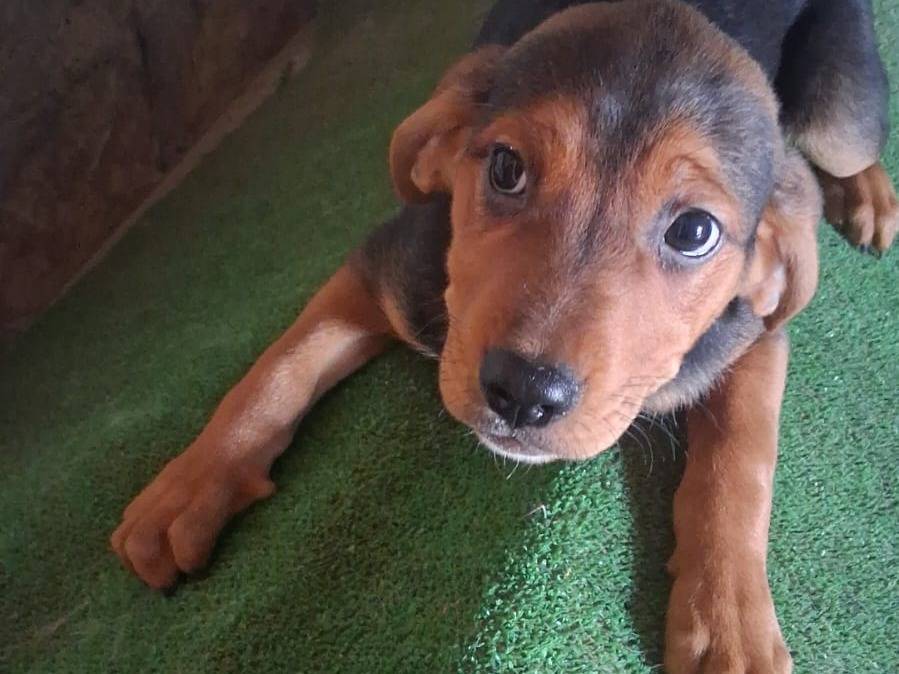 Adozione cane, maschio, Razza sconosciuta Razza sconosciuta, 3 mesi, taglia media, Padova