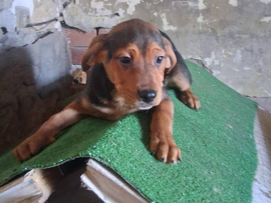 Adotta un cane, maschio, 3 mesi, Padova