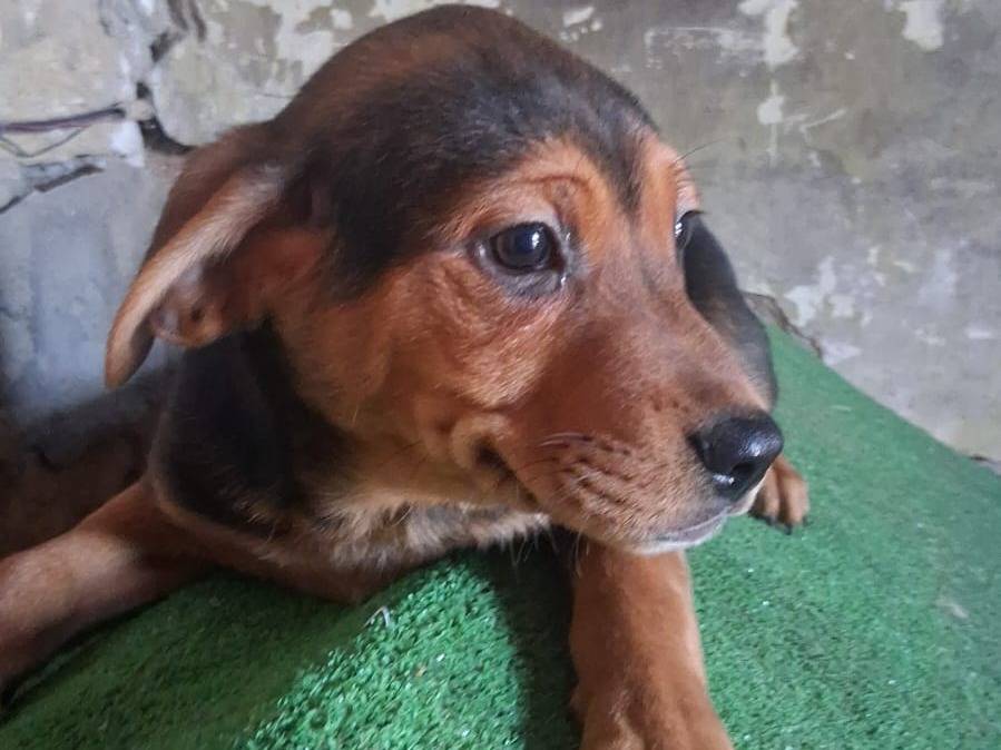 Adotta un cane, taglia media, maschio, Padova