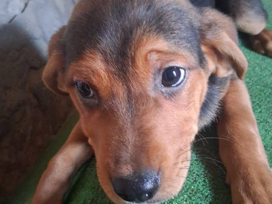 Vuoi adottare un cane a Padova?