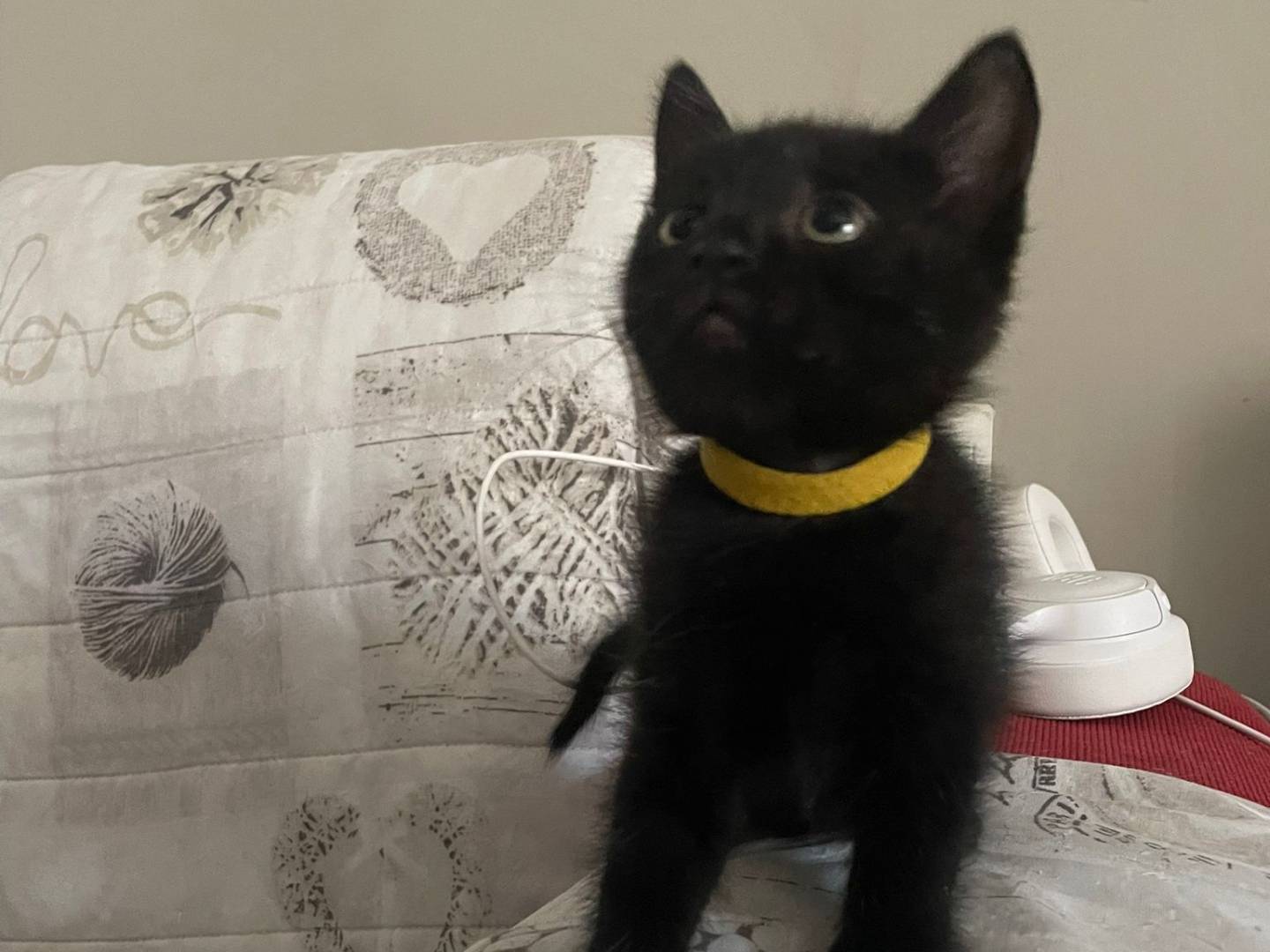 Adozione gatto, maschio, Razza sconosciuta Razza sconosciuta, 1 mesi, taglia non valida, Napoli