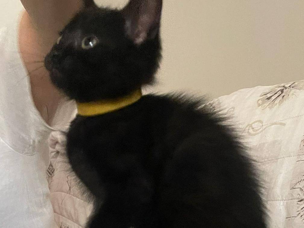 Adotta un gatto, maschio, 1 mesi, Napoli