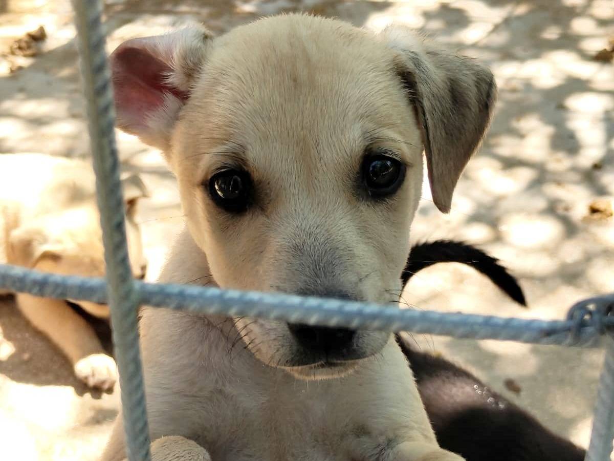 Adozione cane, maschio, Razza sconosciuta Razza sconosciuta, 2 mesi, taglia media, Treviso