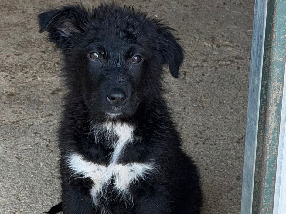 Adozione cane, femmina, Razza sconosciuta Razza sconosciuta, 2 mesi, taglia media, Salerno