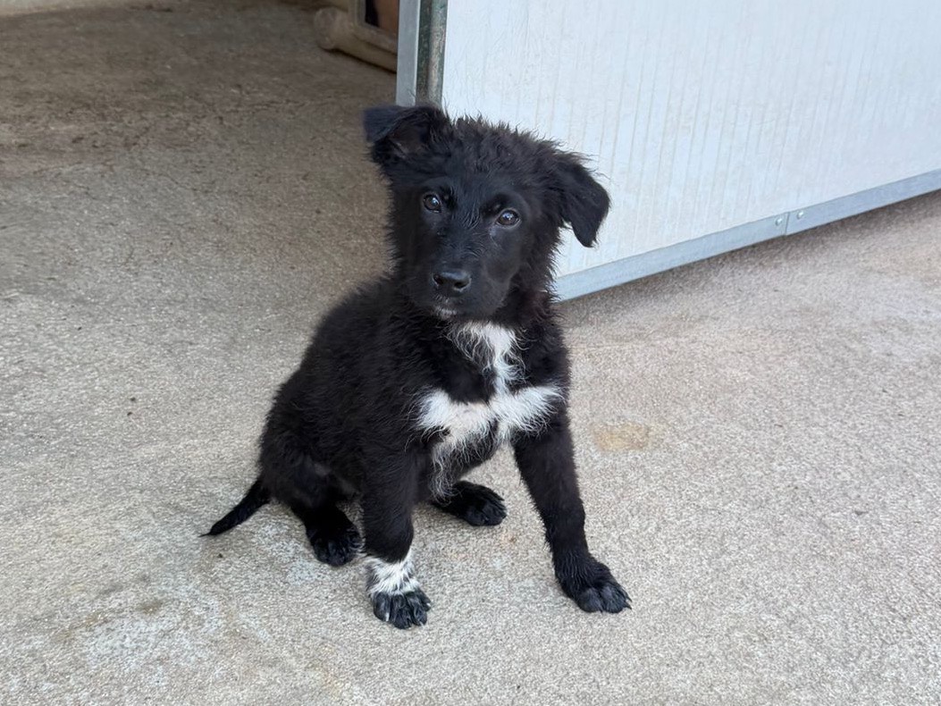 Adotta un cane, femmina, 2 mesi, Salerno