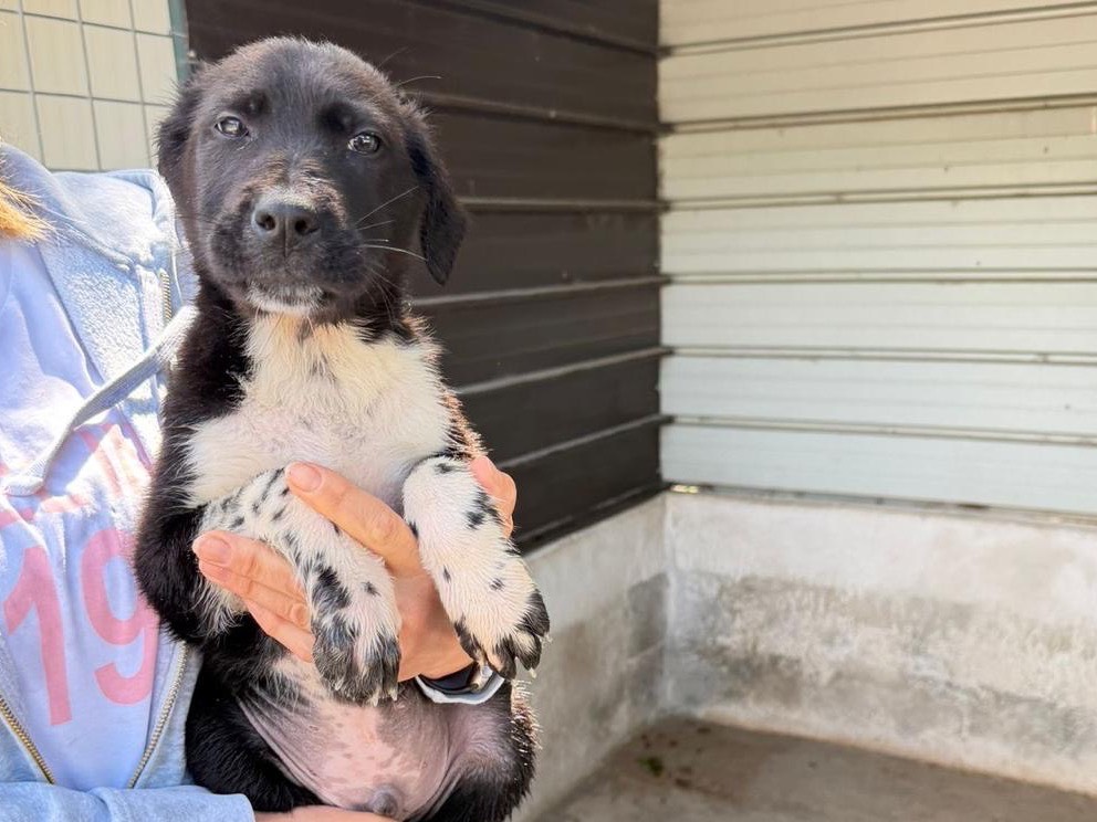 Adozione cane, femmina, Razza sconosciuta Razza sconosciuta, 2 mesi, taglia media, Salerno