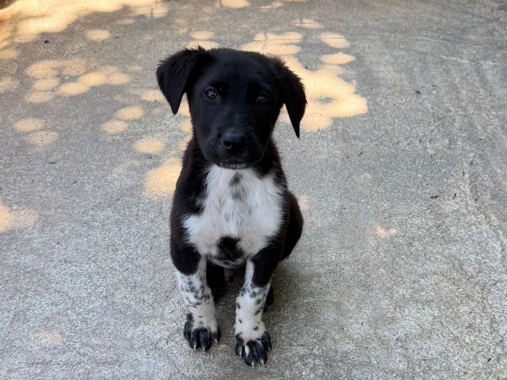 Adotta un cane, femmina, 2 mesi, Salerno