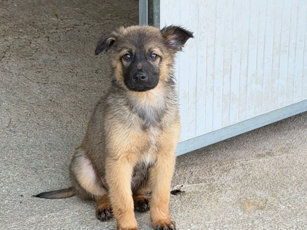 Adozione cane, femmina, Razza sconosciuta Razza sconosciuta, 2 mesi, taglia media, Salerno
