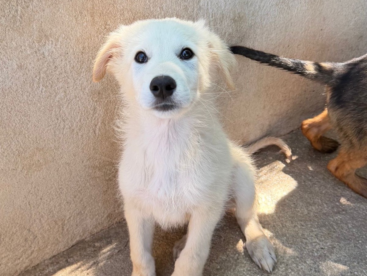 Adozione cane, maschio, Razza sconosciuta Razza sconosciuta, 2 mesi, taglia media, Salerno