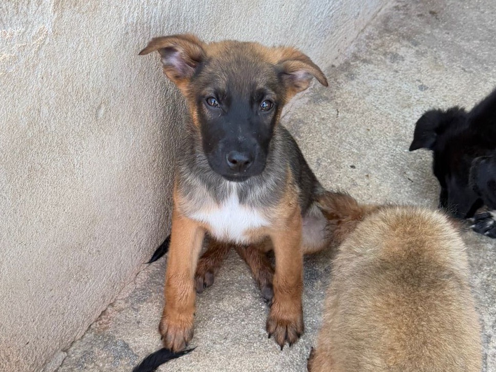 Adozione cane, maschio, Razza sconosciuta Razza sconosciuta, 2 mesi, taglia media, Salerno