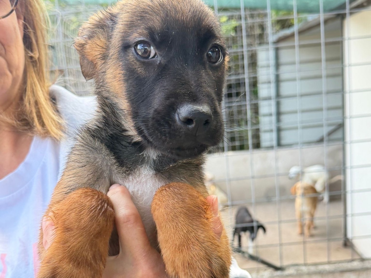 Adotta un cane, maschio, 2 mesi, Salerno