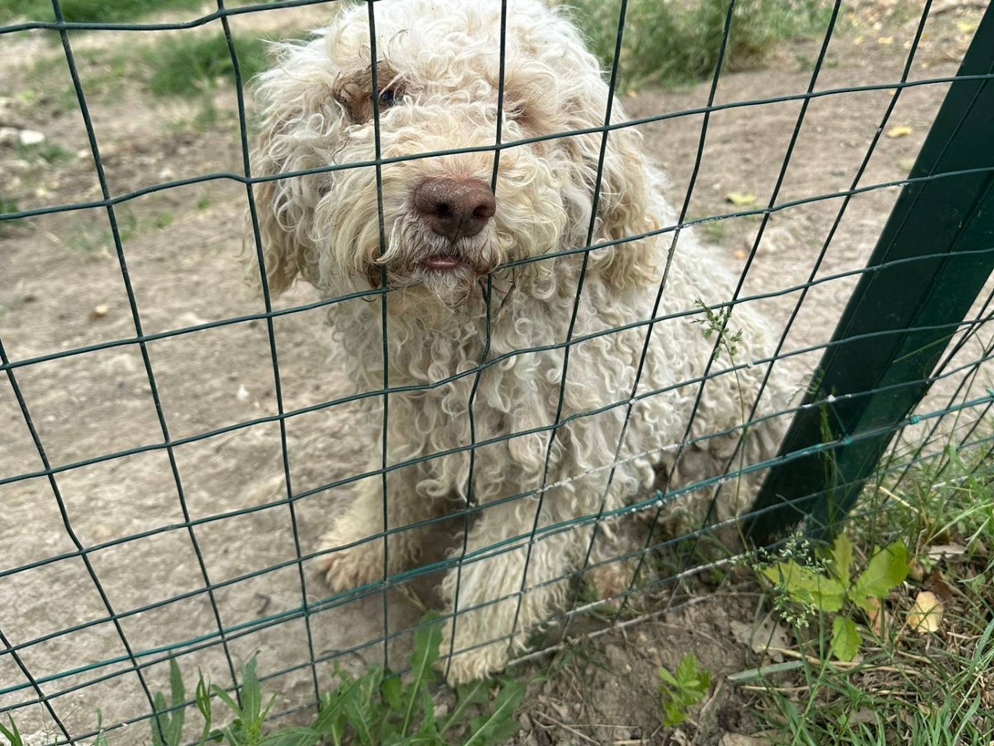 Adozione cane, maschio, Lagotto Razza sconosciuta, 2 anni e 9 mesi, taglia media, Avellino