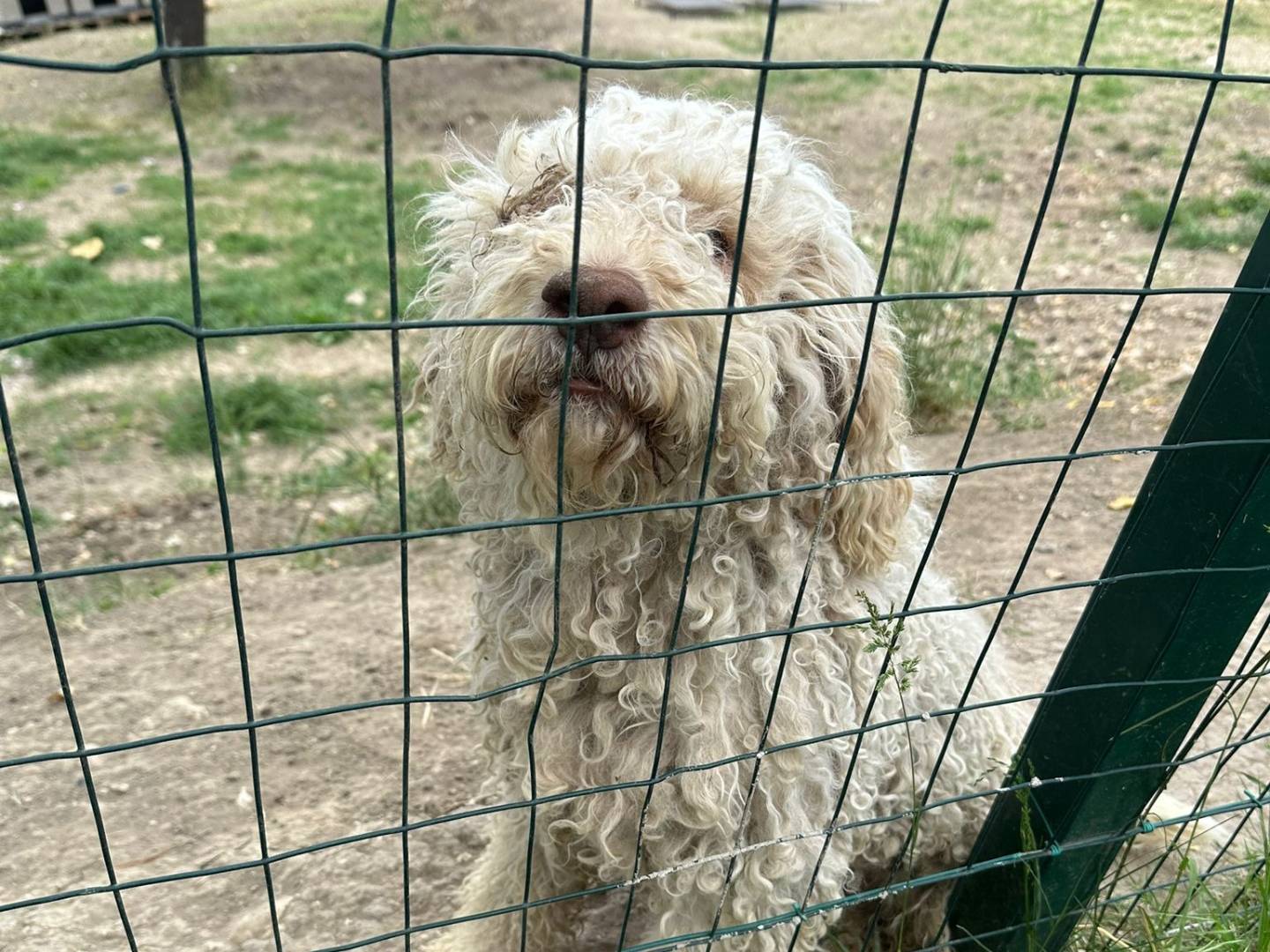 Adotta un cane, maschio, 2 anni e 9 mesi, Avellino