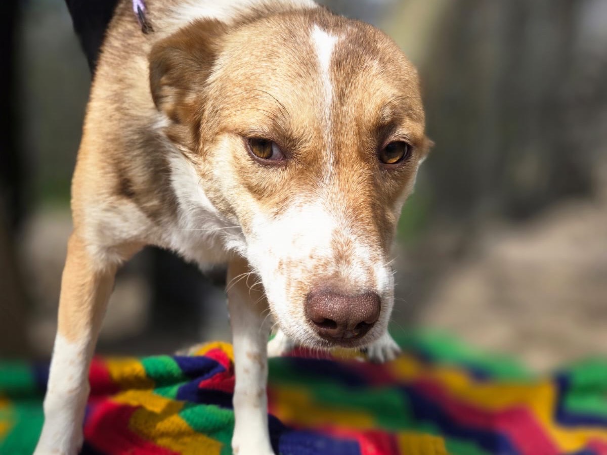 Adotta un cane, femmina, 9 mesi, Bolzano