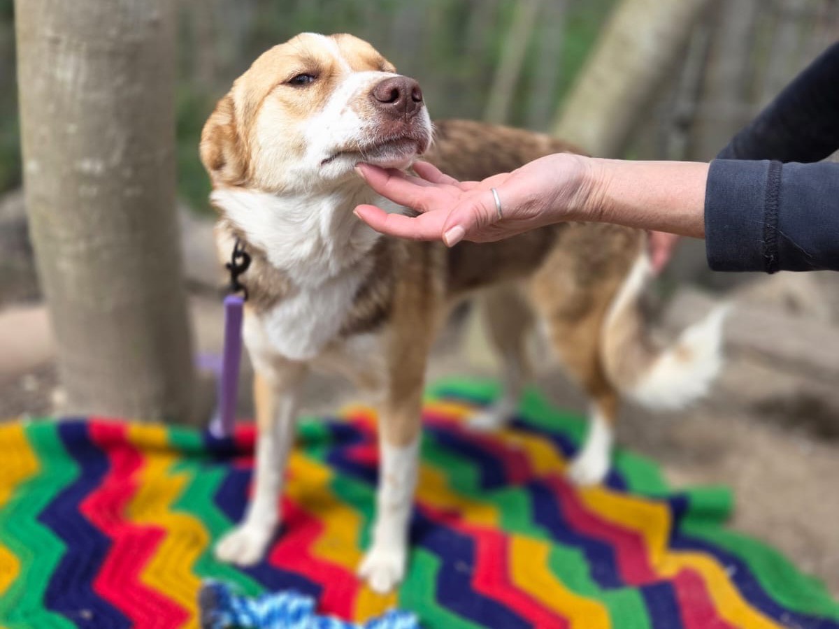 Adotta un cane, taglia media, femmina, Bolzano