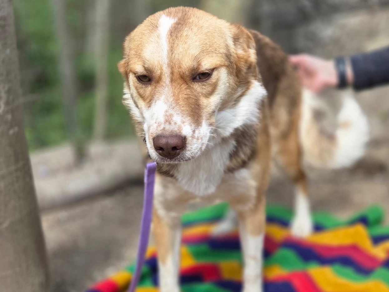 Vuoi adottare un cane a Bolzano?