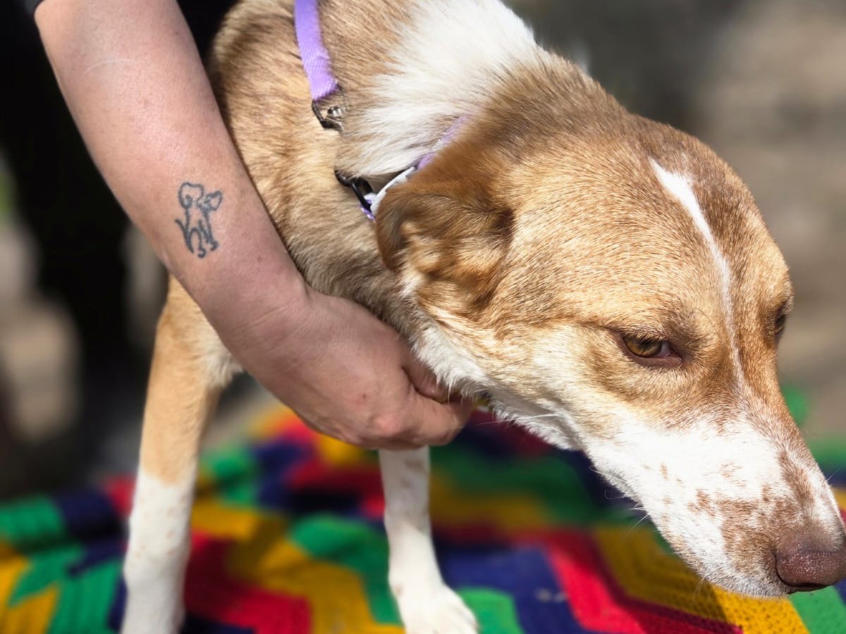 Adotta il cane Lara a Bolzano