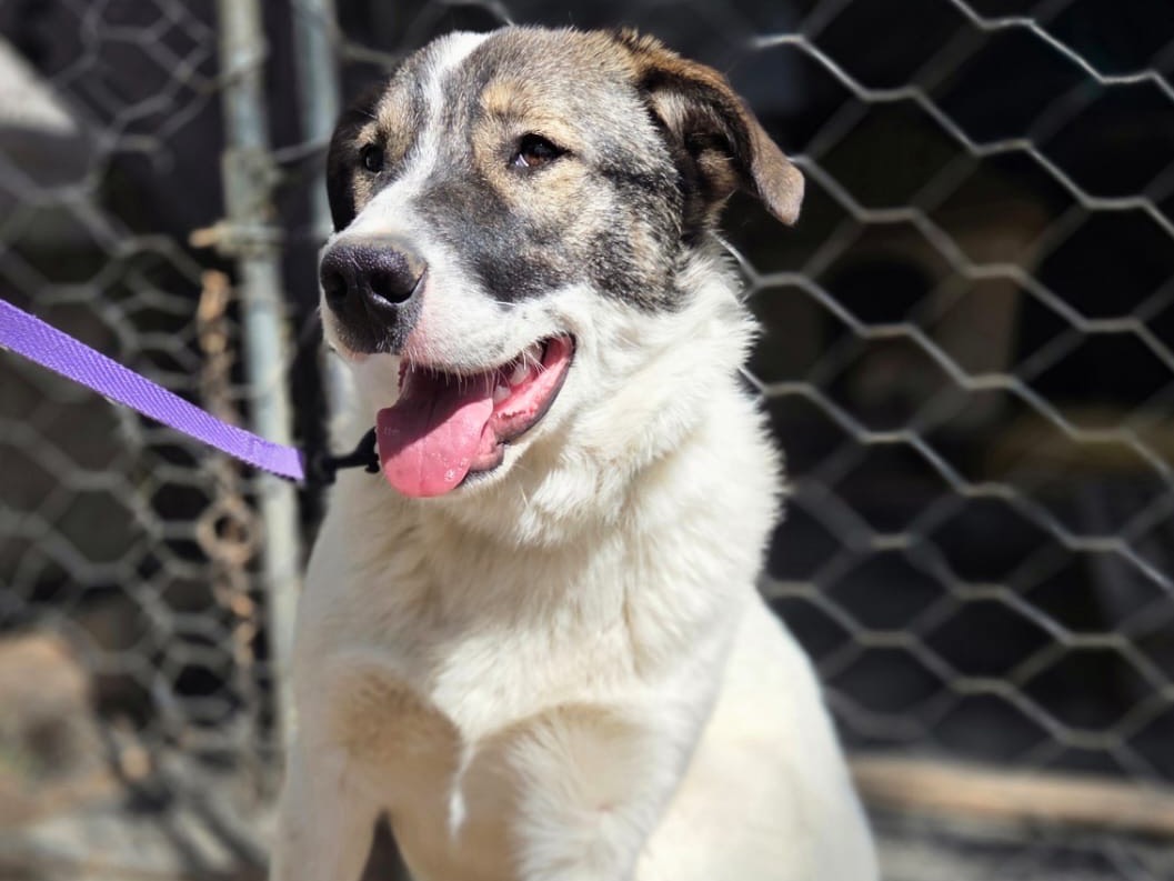 Adozione cane, femmina, Razza sconosciuta Razza sconosciuta, 9 mesi, taglia media, Monza