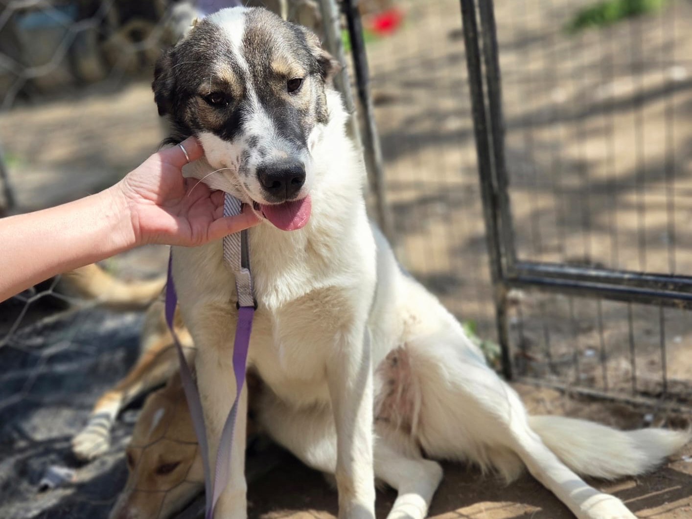 Adotta un cane, femmina, 9 mesi, Monza
