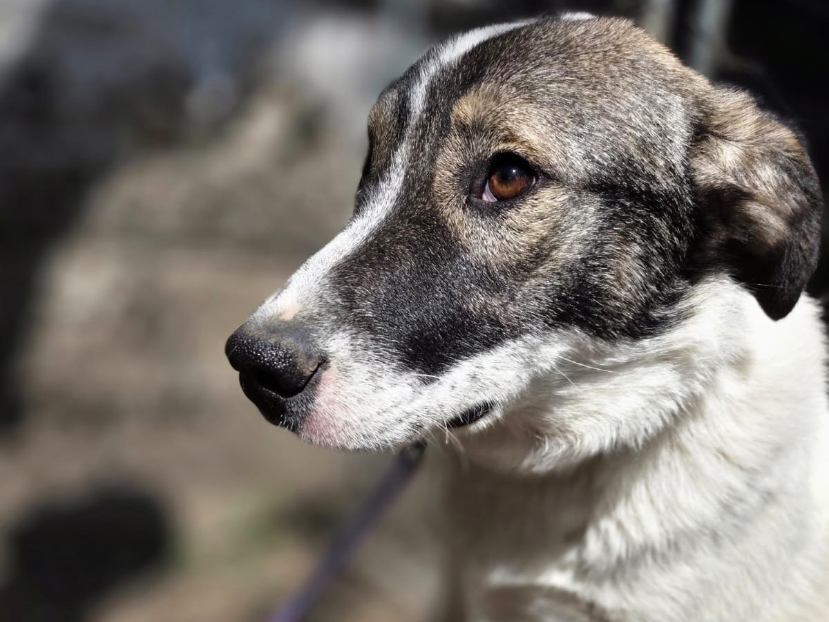 Adotta un cane, taglia media, femmina, Monza
