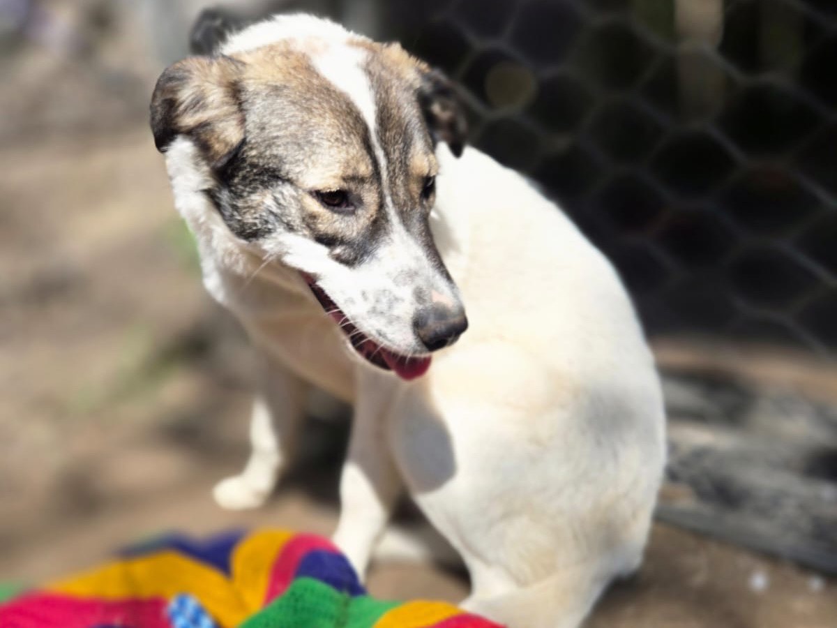 Adotta il cane Penny a Monza
