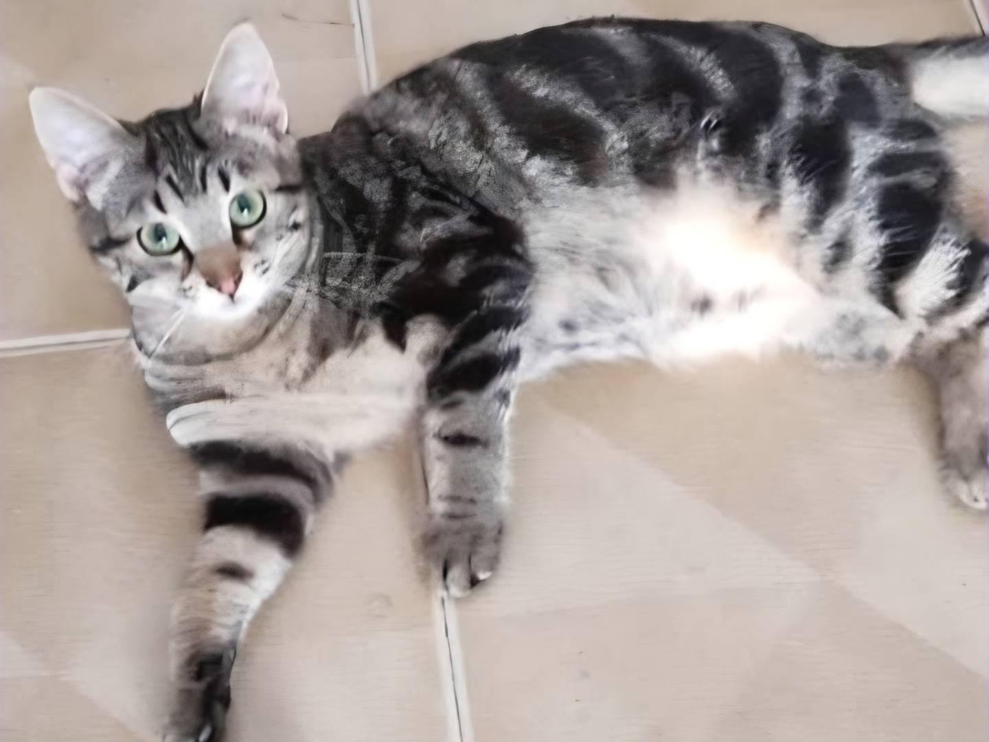 Adozione gatto, femmina, Razza sconosciuta Razza sconosciuta, 8 mesi, taglia non valida, Torino