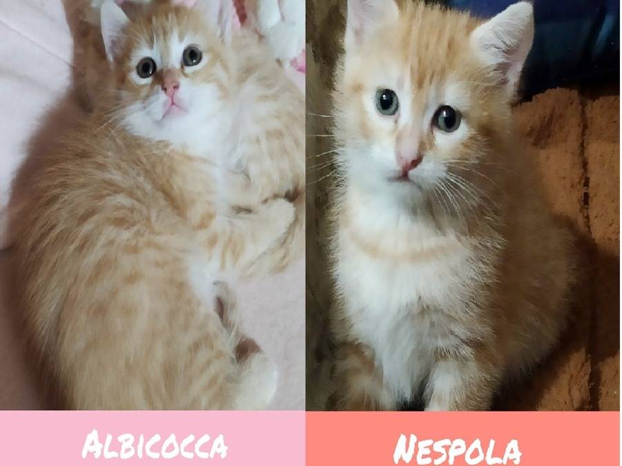Adozione gatto, femmina, Razza sconosciuta Razza sconosciuta, 2 mesi, taglia non valida, Torino