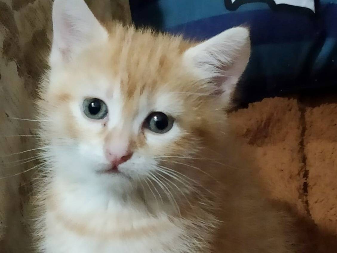 Adotta un gatto, femmina, 2 mesi, Torino