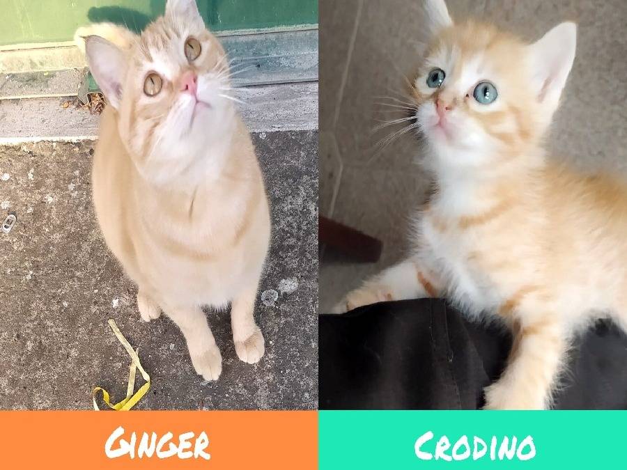 Adozione gatto, femmina, Razza sconosciuta Razza sconosciuta, 2 mesi, taglia non valida, Torino