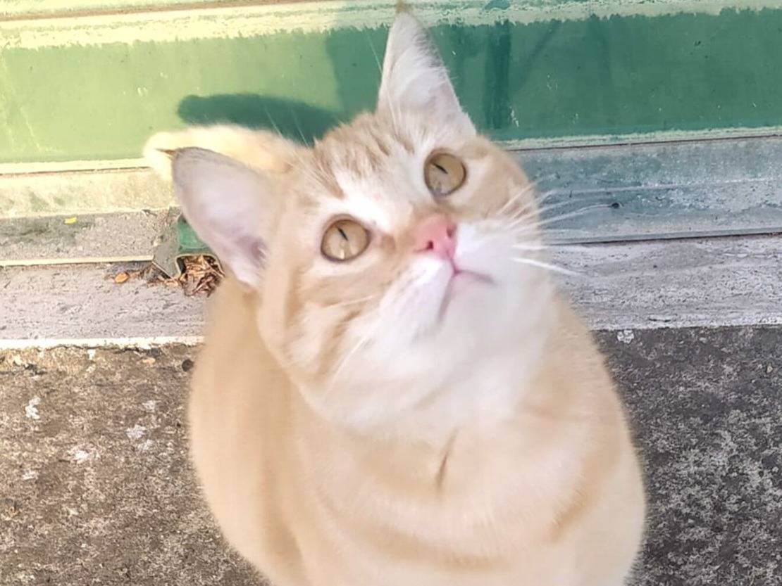 Adotta un gatto, femmina, 2 mesi, Torino