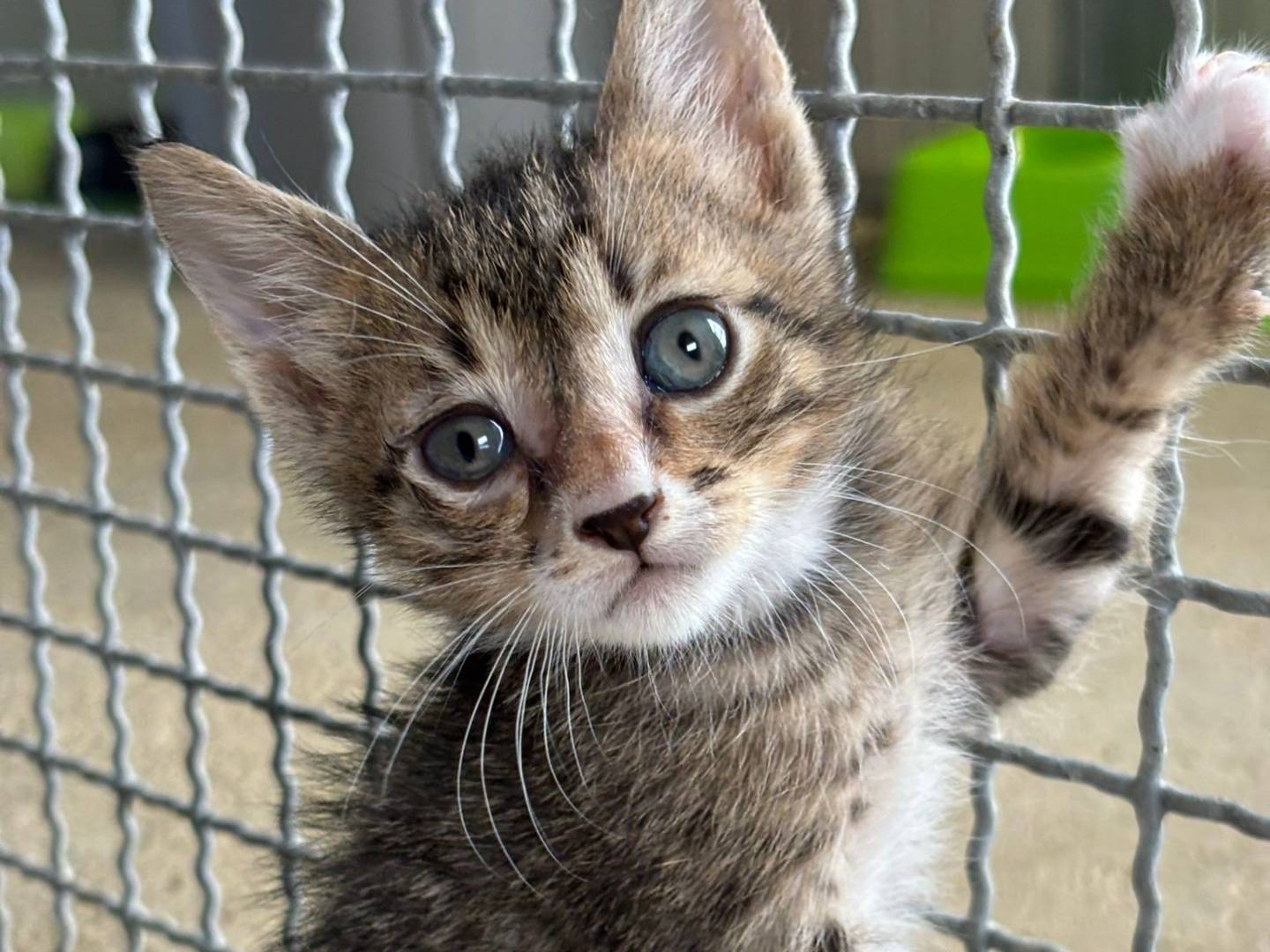 Adozione gatto, maschio, Razza sconosciuta Razza sconosciuta, 1 mesi, taglia non valida, Pisa