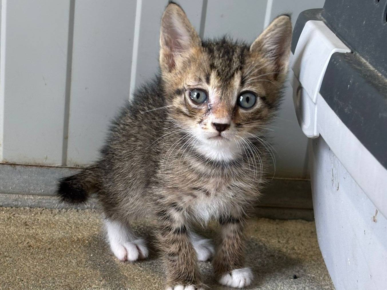 Adotta un gatto, maschio, 1 mesi, Pisa