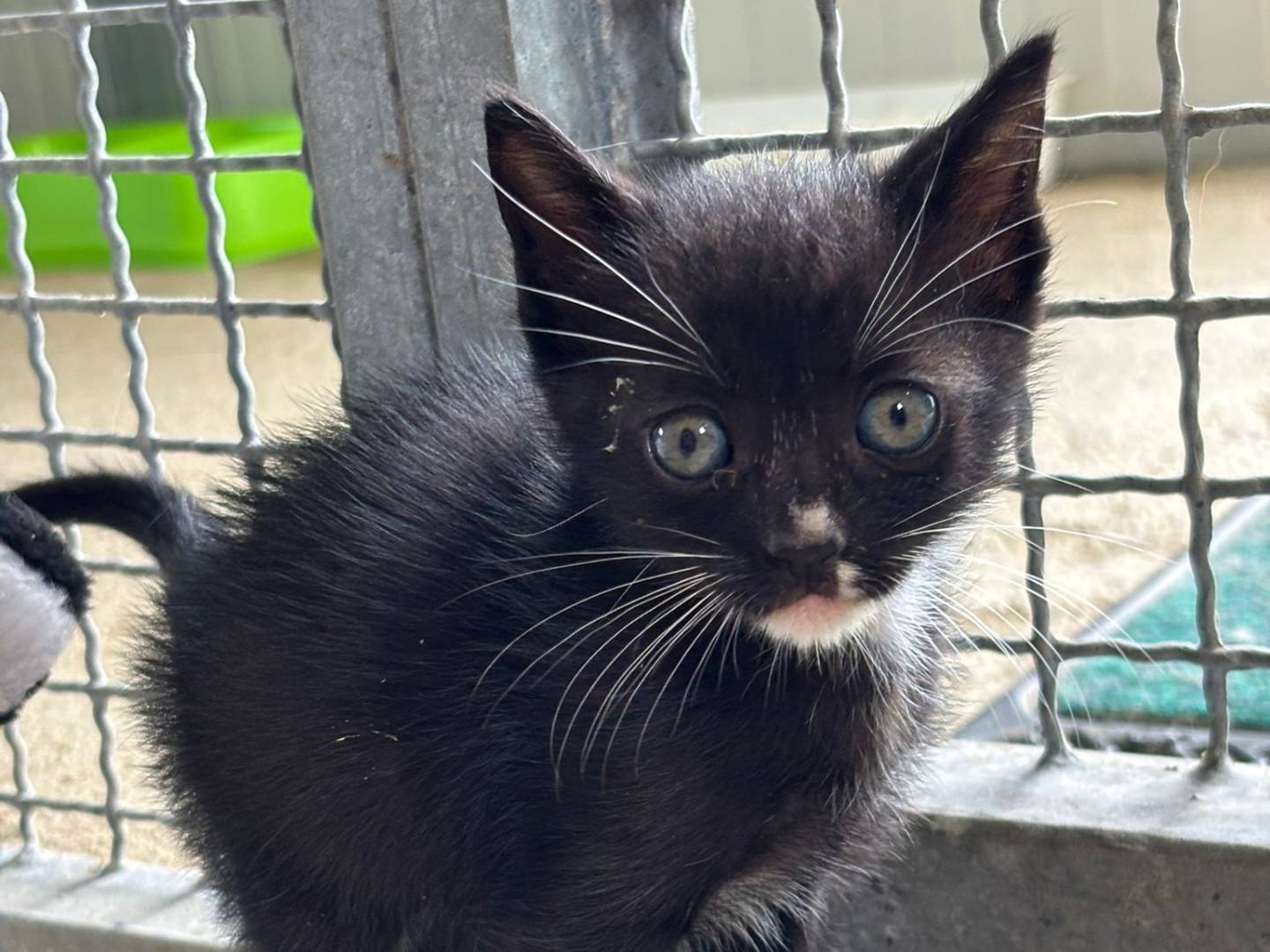 Adotta un gatto, maschio, 1 mesi, Pisa