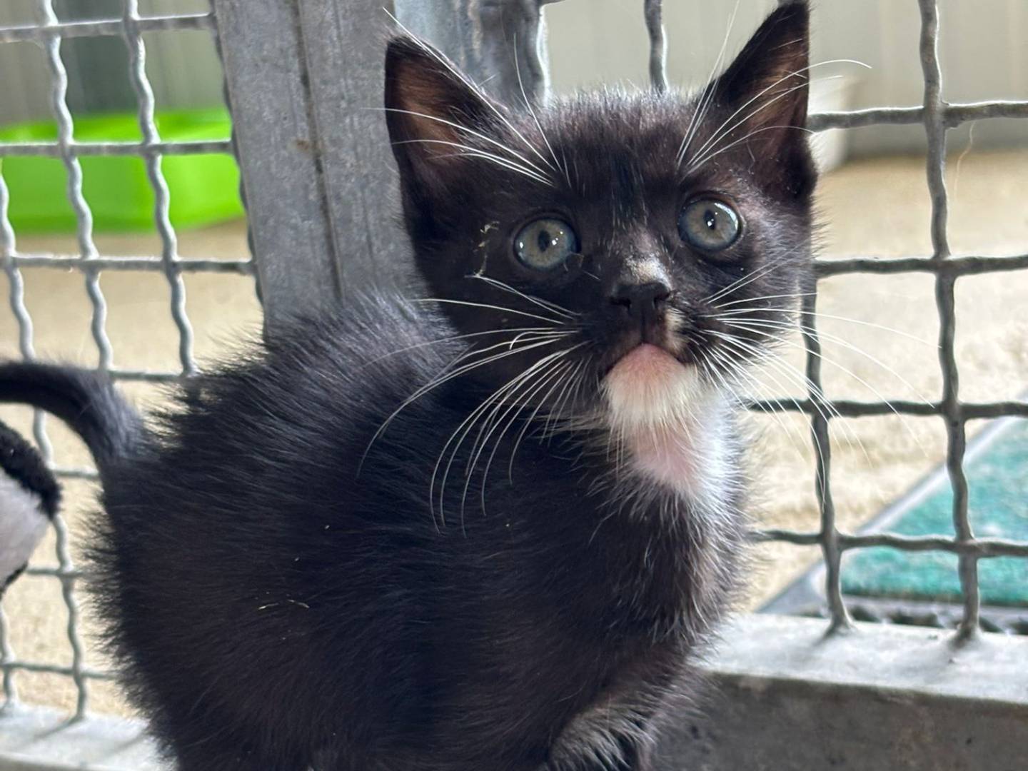 Adozione gatto, maschio, Razza sconosciuta Razza sconosciuta, 1 mesi, taglia non valida, Pisa