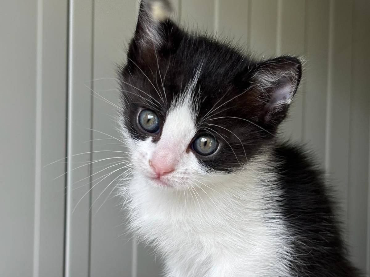 Adozione gatto, femmina, Razza sconosciuta Razza sconosciuta, 1 mesi, taglia non valida, Pisa