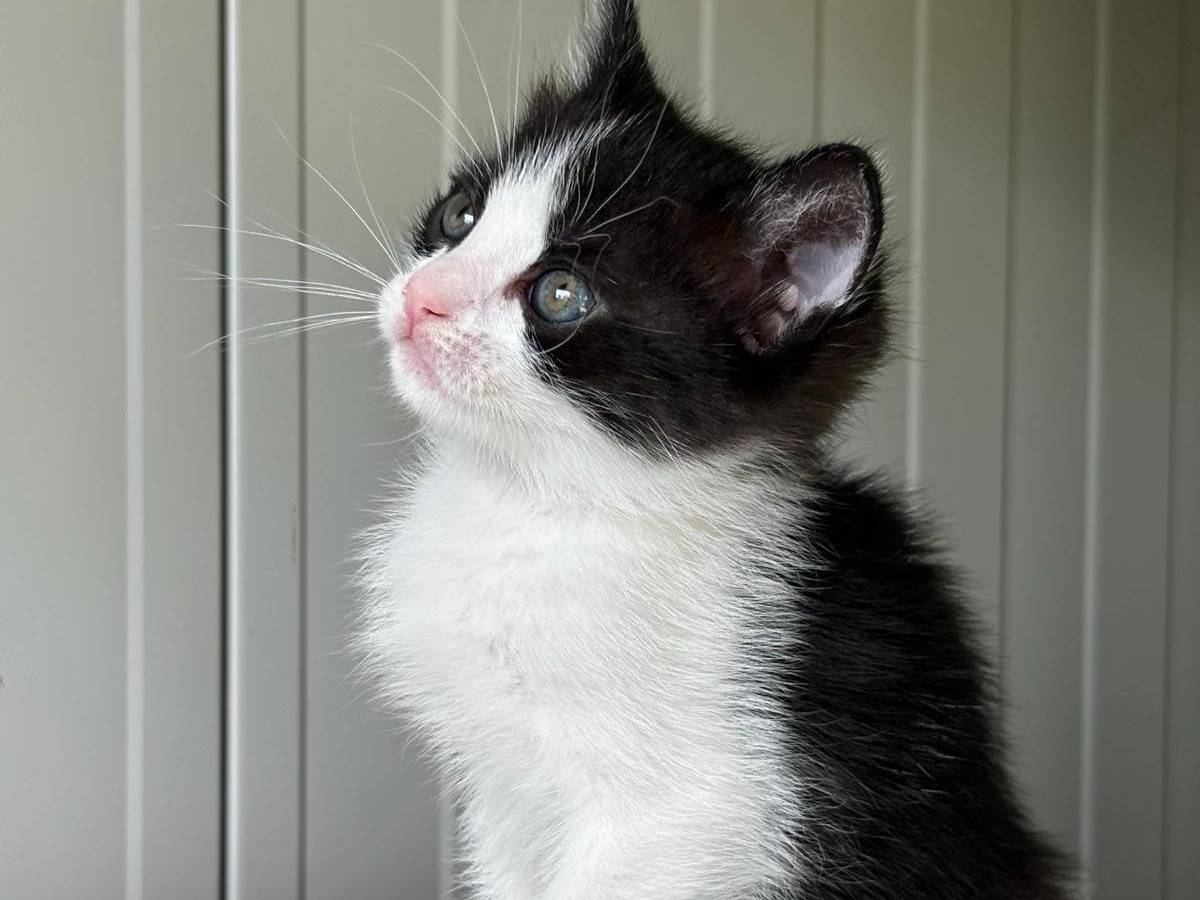 Adotta un gatto, femmina, 1 mesi, Pisa