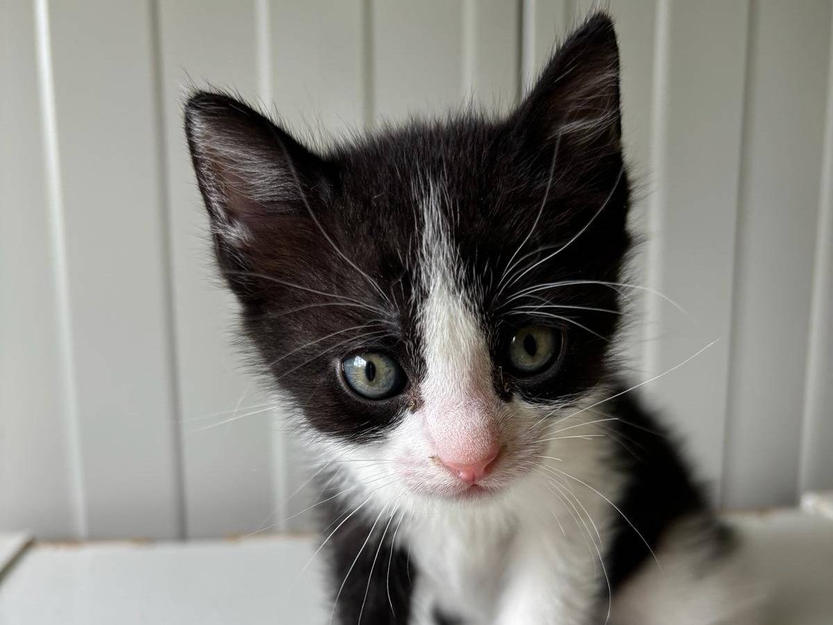 Adozione gatto, femmina, Razza sconosciuta Razza sconosciuta, 1 mesi, taglia non valida, Pisa