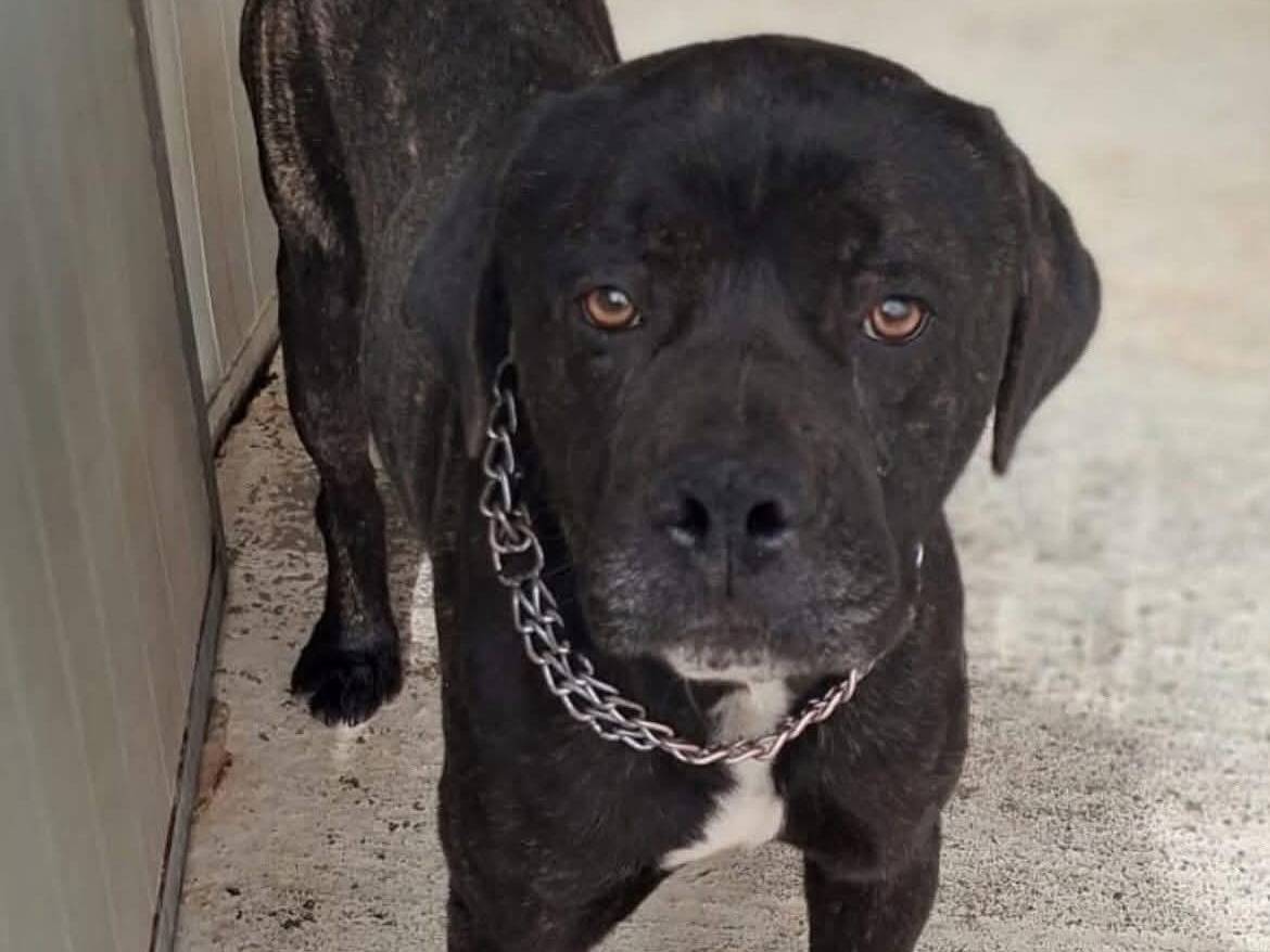 Adozione cane, maschio, Corso Razza sconosciuta, 2 anni e 8 mesi, taglia grande, Trapani