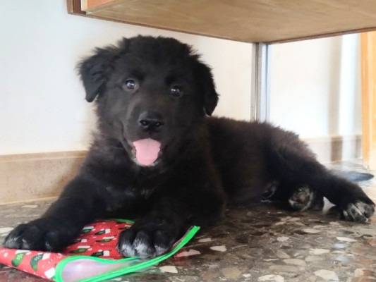 Adozione cane, maschio, Razza sconosciuta Razza sconosciuta, 2 mesi, taglia grande, Taranto