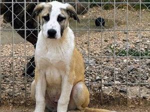 Adozione cane, maschio, Razza sconosciuta Razza sconosciuta, 4 mesi, taglia grande, Taranto