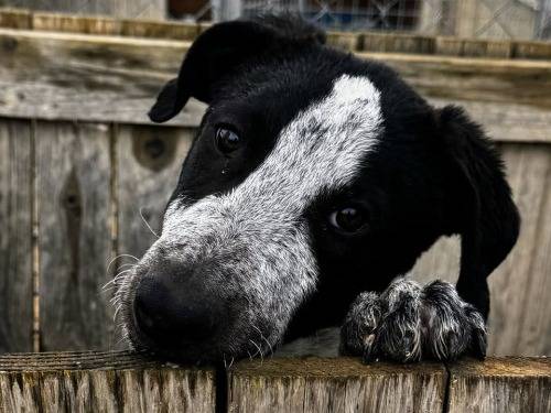 Adozione cane, maschio, Razza sconosciuta Razza sconosciuta, 4 mesi, taglia grande, Taranto