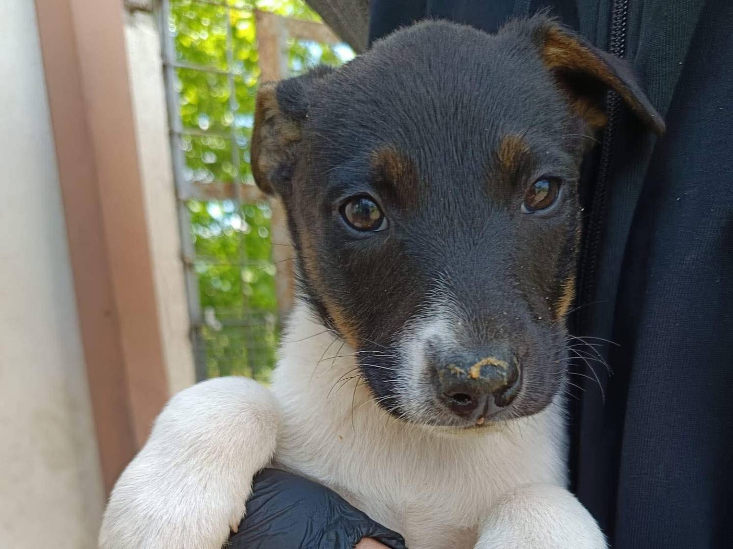 Adozione cane, femmina, Razza sconosciuta Razza sconosciuta, 2 mesi, taglia media, Avellino