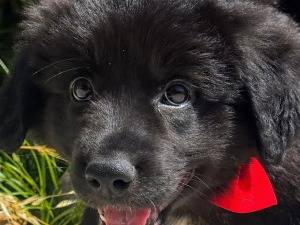 Adozione cane, maschio, Razza sconosciuta Razza sconosciuta, 4 mesi, taglia grande, Taranto