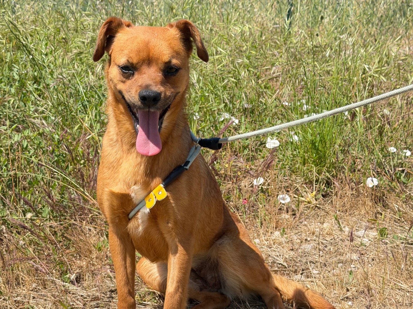 Adozione cane, femmina, Razza sconosciuta Razza sconosciuta, 2 anni e 3 mesi, taglia media contenuta, Salerno