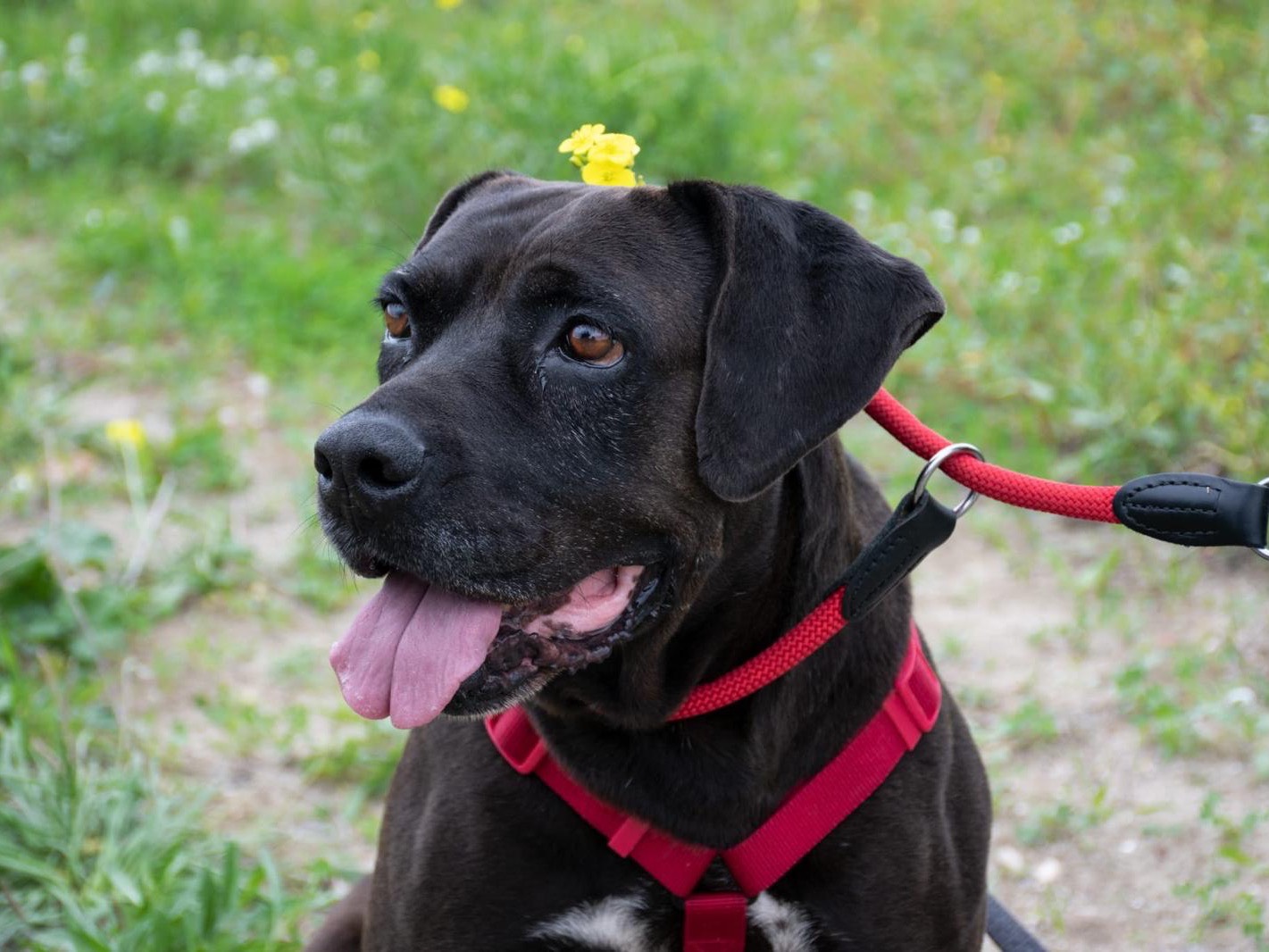 Adozione cane, femmina, Corso Razza sconosciuta, 8 anni e 11 mesi, taglia grande, Napoli
