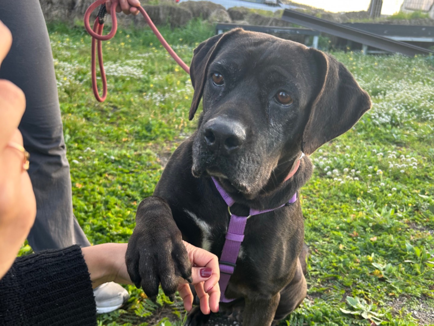 Adotta un cane, taglia grande, femmina, Napoli