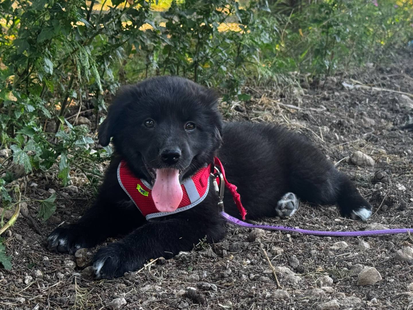 Adozione cane, femmina, Razza sconosciuta Razza sconosciuta, 4 mesi, taglia grande, Taranto