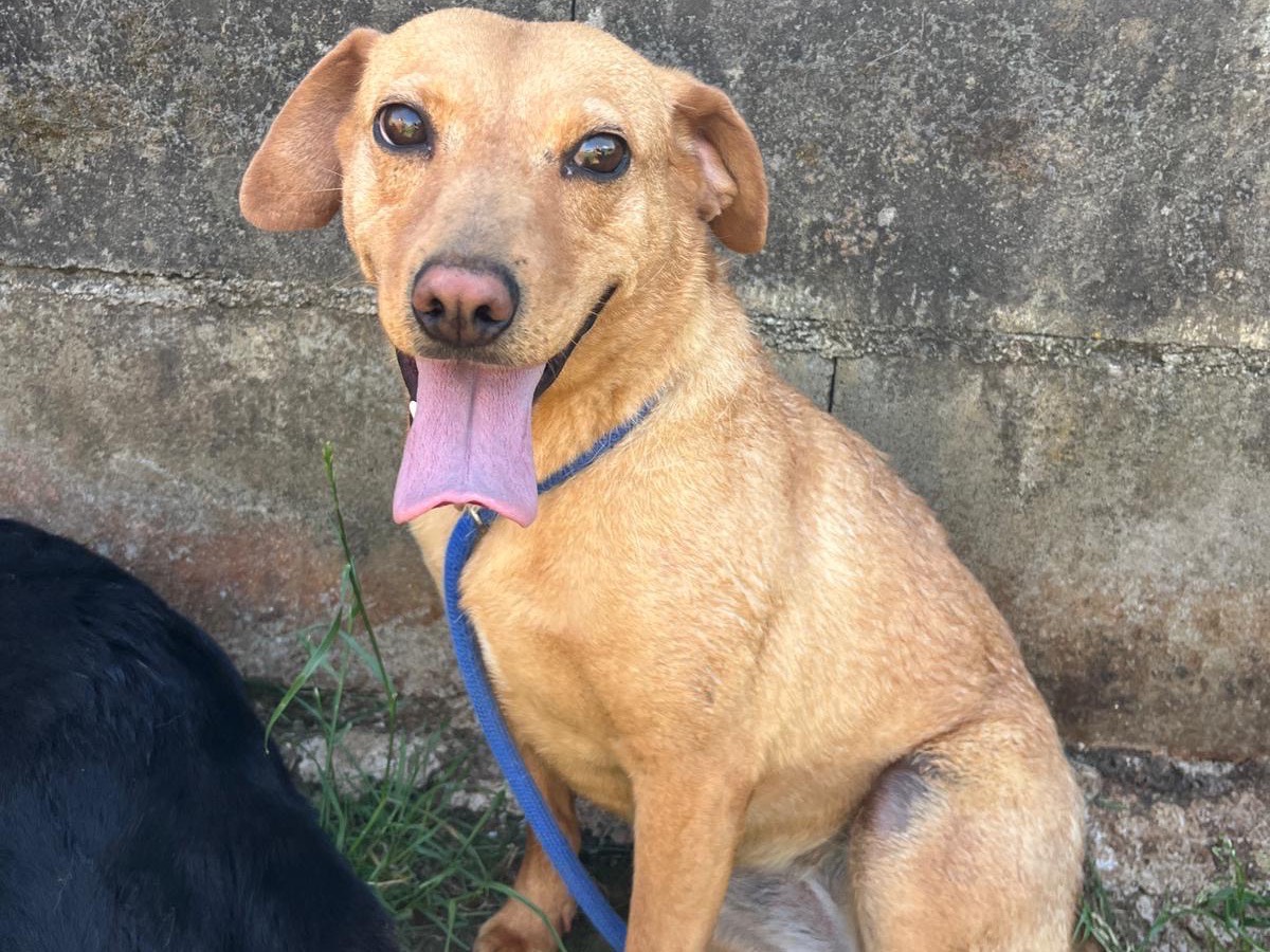 Adotta un cane, femmina, 4 anni e 2 mesi, Frosinone